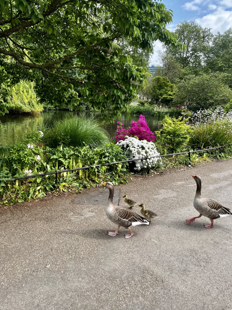 Ducks in Hyde Park